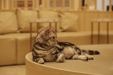 猫カフェモカ　イオンモール幕張新都心店に投稿された画像（2023/11/21）