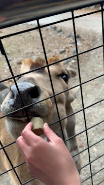 那須サファリパークに投稿された画像（2023/11/21）