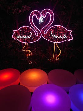 アクロス福岡イルミネーションに投稿された画像（2023/11/21）