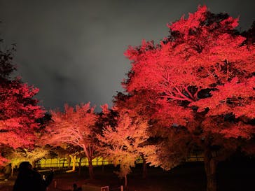 NAKED meets 二条城 2025 観月に投稿された画像（2023/11/21）