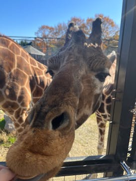 那須サファリパークに投稿された画像（2023/11/21）