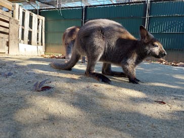 宇都宮動物園に投稿された画像（2023/11/21）
