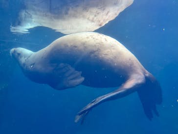 環境水族館アクアマリンふくしまに投稿された画像（2023/11/21）