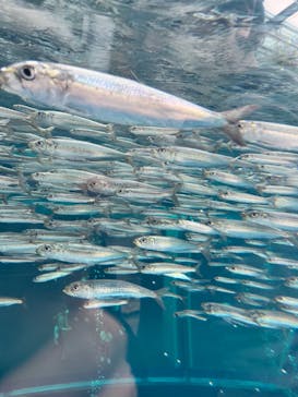 環境水族館アクアマリンふくしまに投稿された画像（2023/11/21）