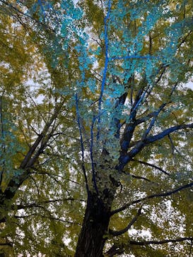 国営昭和記念公園 秋の夜散歩に投稿された画像（2023/11/21）