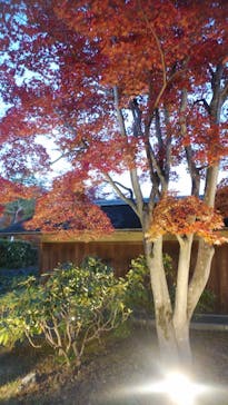 国営昭和記念公園 秋の夜散歩に投稿された画像（2023/11/21）