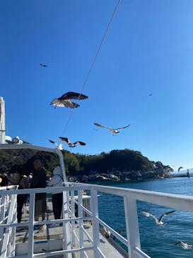 伊根湾めぐり遊覧船に投稿された画像（2023/11/22）