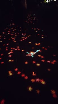 国営昭和記念公園 秋の夜散歩に投稿された画像（2023/11/22）