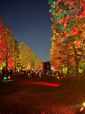 NAKED 紅葉の新宿御苑2023に投稿された画像（2023/11/22）