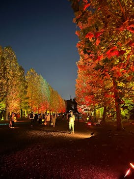 NAKED 紅葉の新宿御苑2023に投稿された画像（2023/11/22）