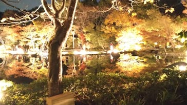 国営昭和記念公園 秋の夜散歩に投稿された画像（2023/11/22）