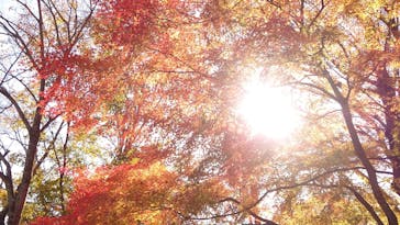 彫刻の森美術館に投稿された画像（2023/11/22）