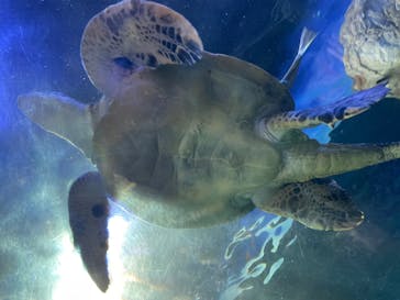 しながわ水族館に投稿された画像（2023/11/22）