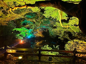 NAKED 紅葉の新宿御苑2023に投稿された画像（2023/11/22）