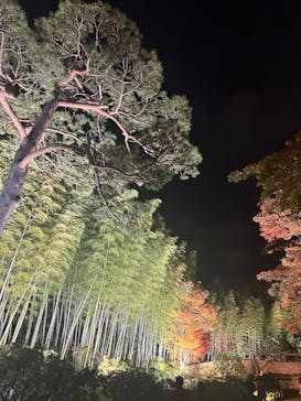 国営昭和記念公園 秋の夜散歩に投稿された画像（2023/11/22）