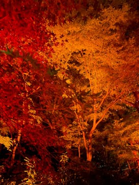 NAKED 紅葉の新宿御苑2023に投稿された画像（2023/11/22）