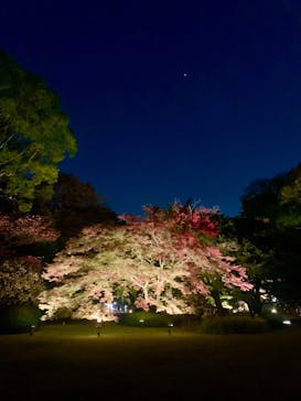 六義園に投稿された画像（2023/11/22）