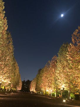 NAKED 紅葉の新宿御苑2023に投稿された画像（2023/11/22）