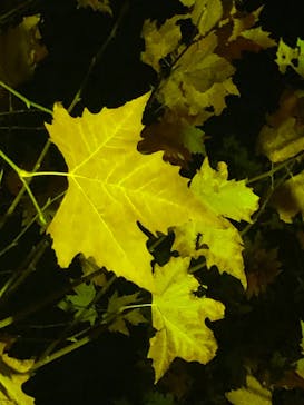 NAKED 紅葉の新宿御苑2023に投稿された画像（2023/11/22）