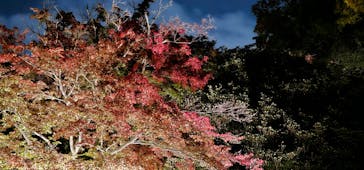 六義園に投稿された画像（2023/11/22）