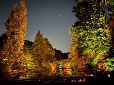 NAKED 紅葉の新宿御苑2023に投稿された画像（2023/11/22）