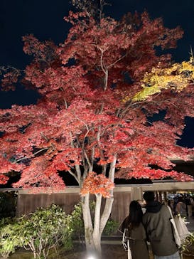 国営昭和記念公園 秋の夜散歩に投稿された画像（2023/11/22）