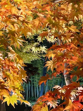 国営昭和記念公園 秋の夜散歩に投稿された画像（2023/11/22）