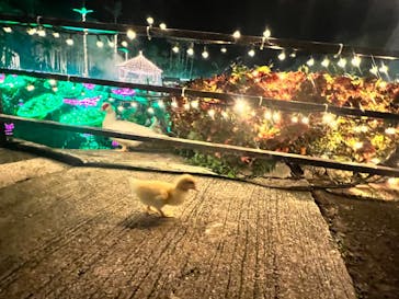 美らヤシパークオキナワ・東南植物楽園に投稿された画像（2023/11/22）