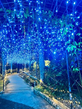 美らヤシパークオキナワ・東南植物楽園に投稿された画像（2023/11/22）