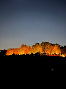 NAKED 紅葉の新宿御苑2023に投稿された画像（2023/11/22）