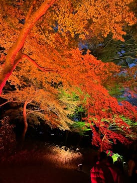 NAKED 紅葉の新宿御苑2023に投稿された画像（2023/11/22）