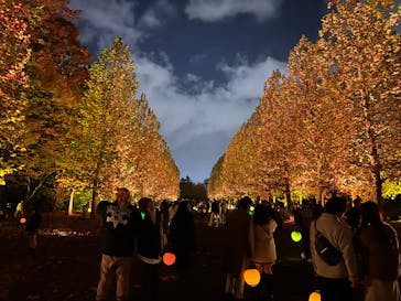 NAKED 紅葉の新宿御苑2023に投稿された画像（2023/11/22）