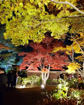 国営昭和記念公園 秋の夜散歩に投稿された画像（2023/11/22）