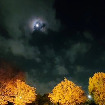 国営昭和記念公園 秋の夜散歩に投稿された画像（2023/11/22）
