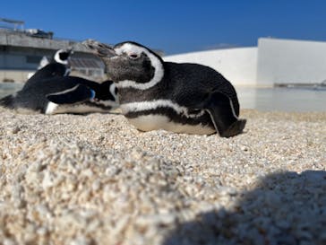 大分マリーンパレス水族館 「うみたまご」に投稿された画像（2023/11/22）