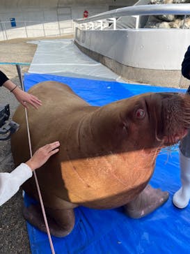 大分マリーンパレス水族館 「うみたまご」に投稿された画像（2023/11/22）
