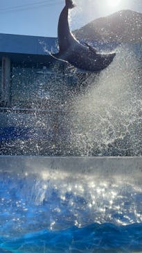 大分マリーンパレス水族館 「うみたまご」に投稿された画像（2023/11/22）