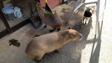 伊豆シャボテン動物公園に投稿された画像（2023/11/23）