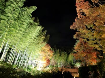 国営昭和記念公園 秋の夜散歩に投稿された画像（2023/11/23）