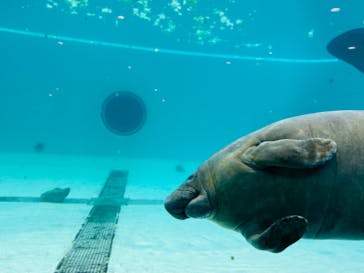 沖縄美ら海水族館に投稿された画像（2023/11/23）