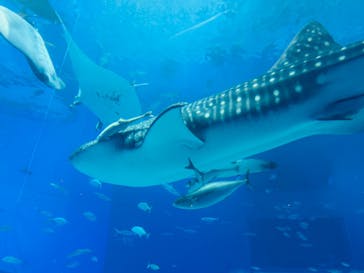 沖縄美ら海水族館に投稿された画像（2023/11/23）