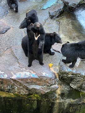 奥飛騨クマ牧場に投稿された画像（2023/11/23）