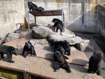 奥飛騨クマ牧場に投稿された画像（2023/11/23）