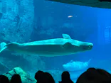 名古屋港水族館に投稿された画像（2023/11/23）