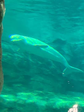 名古屋港水族館に投稿された画像（2023/11/23）