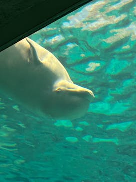 名古屋港水族館に投稿された画像（2023/11/23）