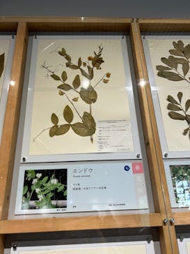 特別展「和食 ～日本の自然、人々の知恵～」に投稿された画像（2023/11/23）