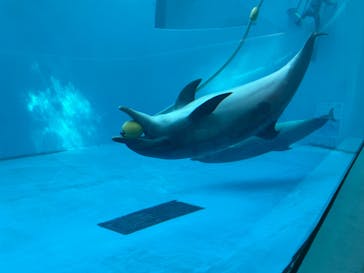 上越市立水族博物館 うみがたりに投稿された画像（2023/11/23）