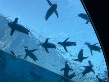 上越市立水族博物館 うみがたりに投稿された画像（2023/11/23）