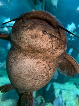 世界淡水魚園水族館　アクア・トトぎふに投稿された画像（2023/11/23）
